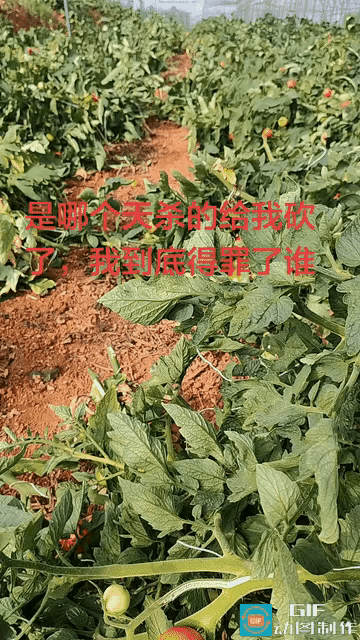 丰收在望，一夜间全毁！云南男子大棚番茄被砍，真相令人愤怒！

“天哪！谁这么缺德