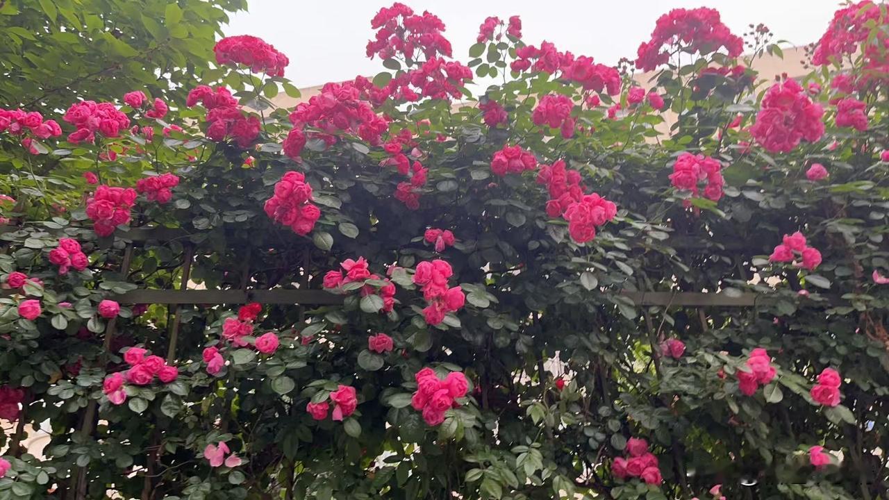 相册里的花花草草徜徉在这红花绿叶的环境里，心儿如花般美好芳香，眼里如绿叶一样充满