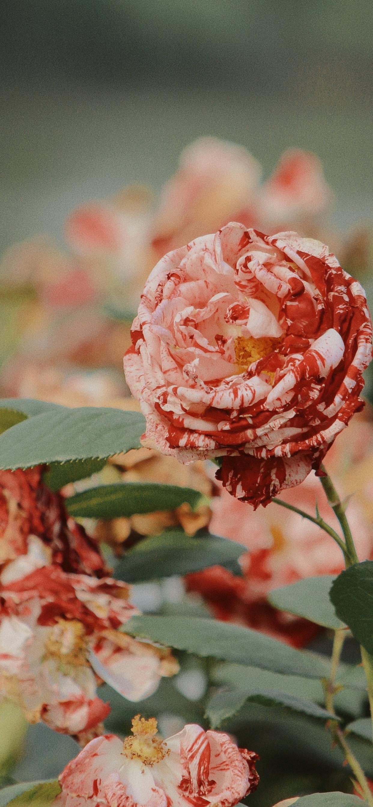 花卉壁纸 ​​​