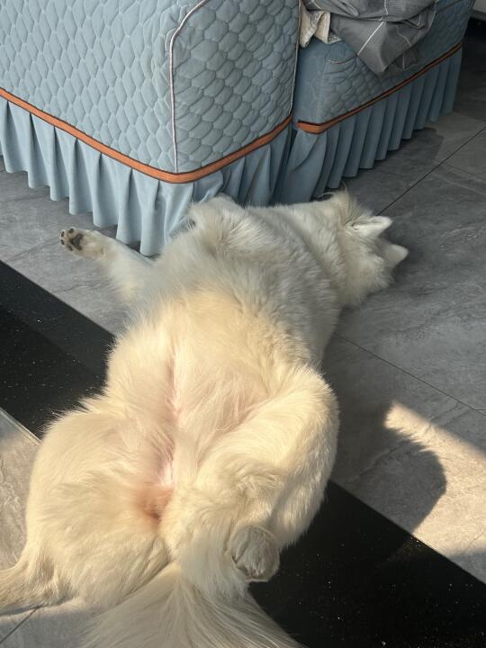 论狗子的睡姿是怎样的