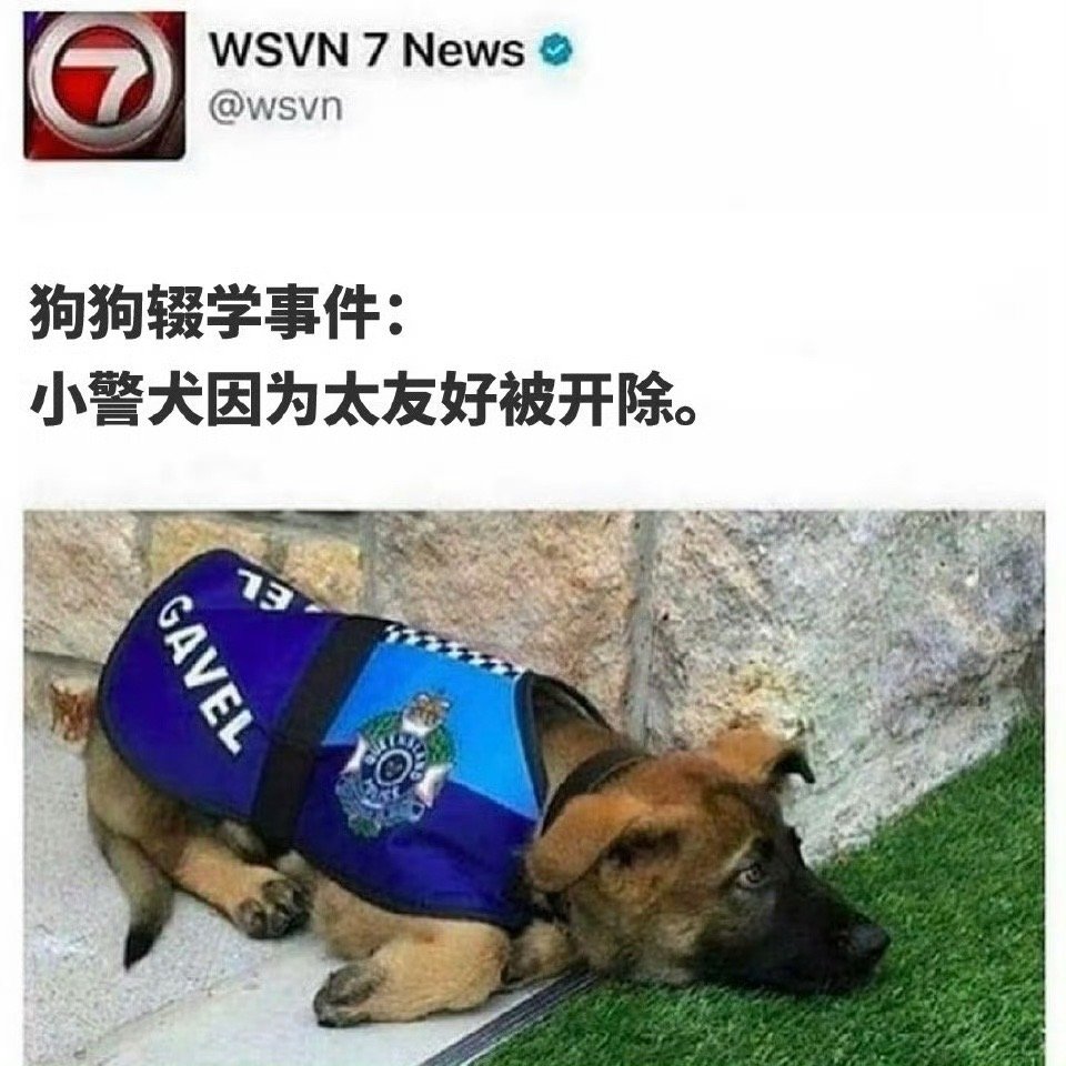 狗狗辍学事件：小警犬因为太友好被开除 