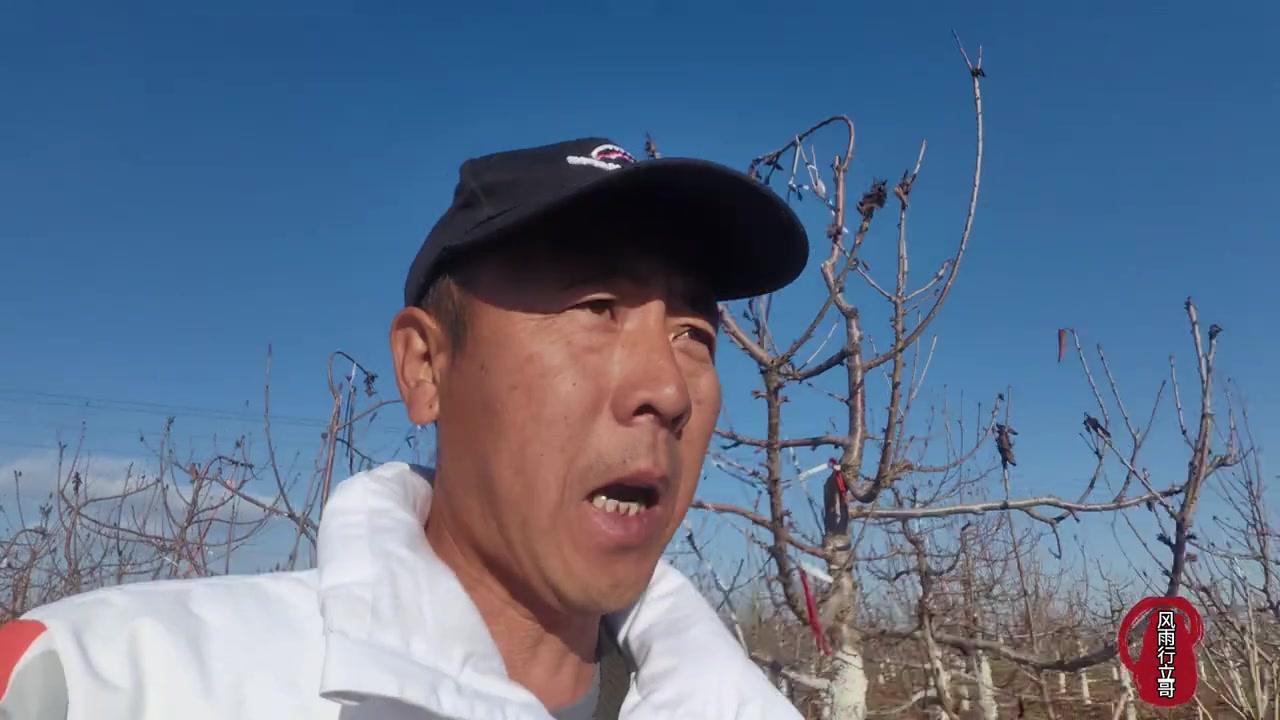 低投入高回报的樱桃种植技巧，学会少裂果多赚钱！

🎯大樱桃裂果太头疼？试试这几