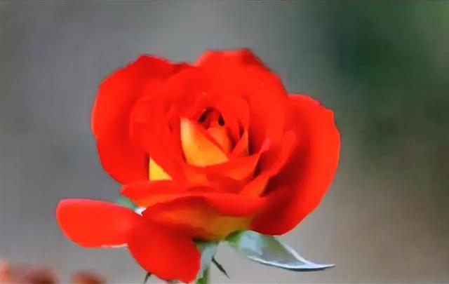 分享一张你拍的花，什么花都行艳红月季次第盛放，瓣层饱满热烈，沐风而立，藏着热忱绵