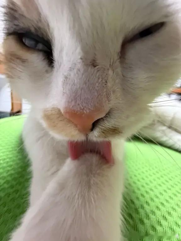 49765【丑猫】哪都丑！ 