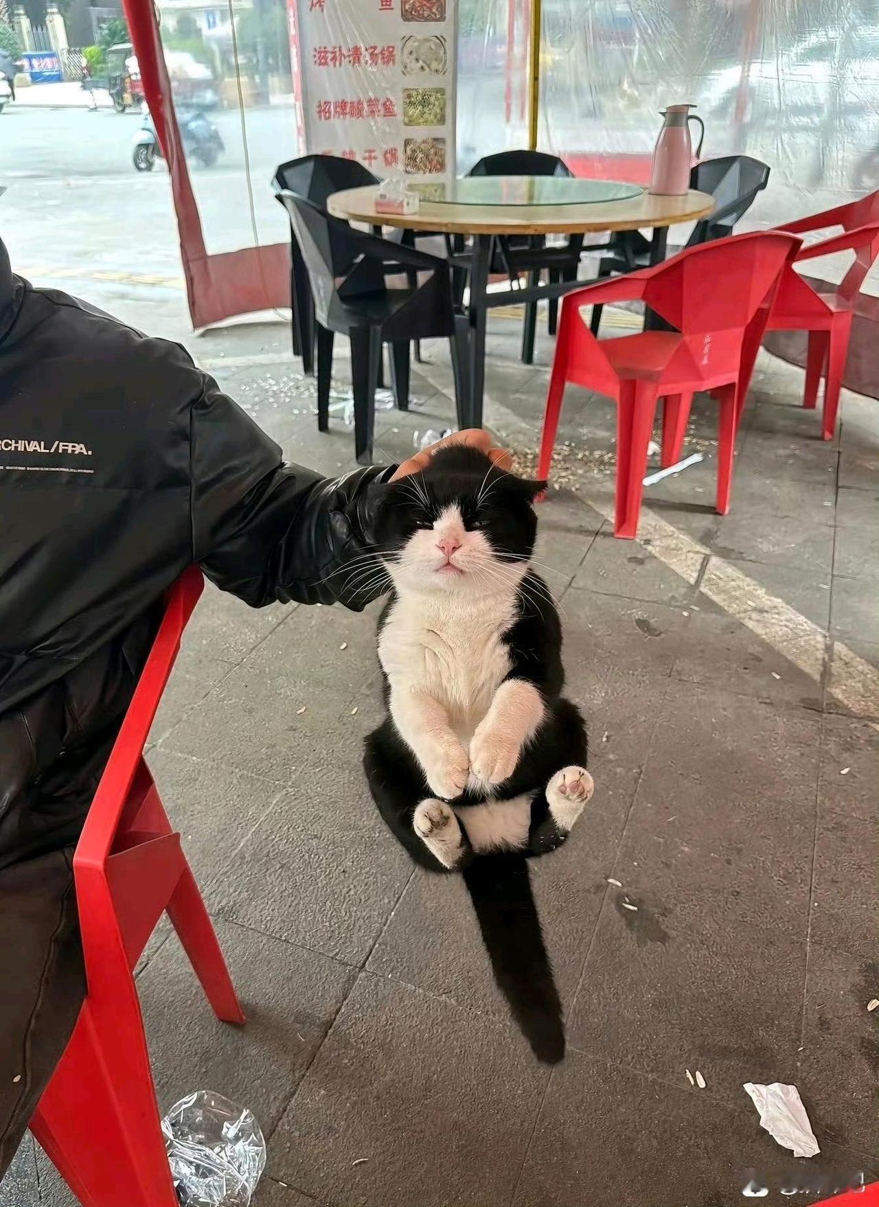 终于抓住你！
[灵光一闪]
捉到一只馋嘴猫，
偷吃鸡腿不可饶。
我想把它揍一顿，