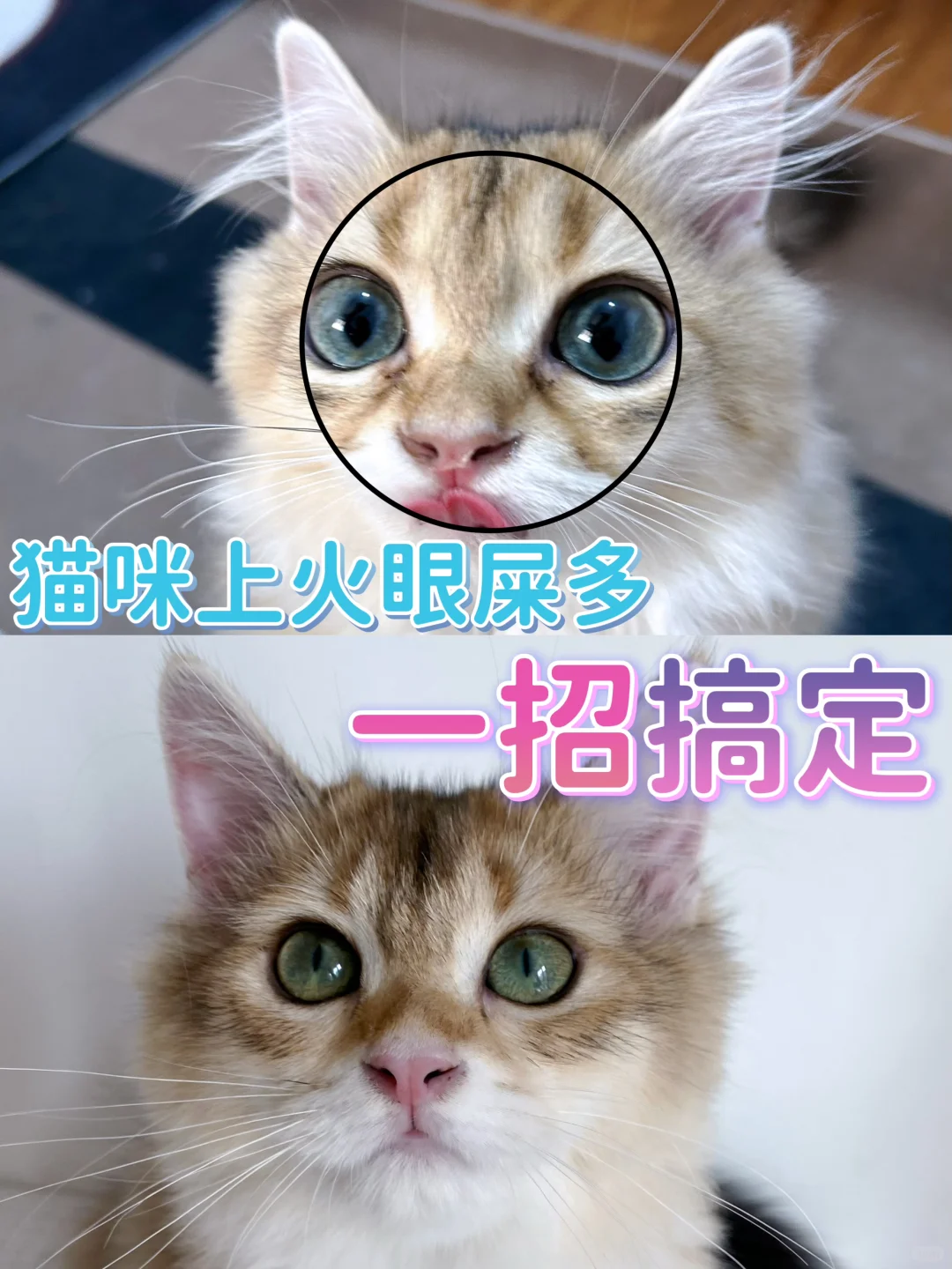 猫咪上火眼屎多一招搞定