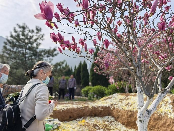 玉兰花开的时候，他们把思念种进春天！3月26日，济南玉函山安息园的紫玉兰开得正盛