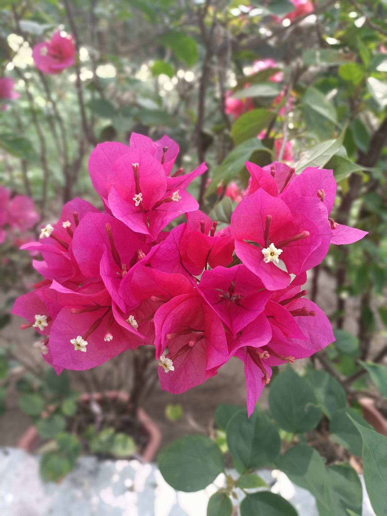 我们这里不叫三角梅，
而是叫"簕杜鹃"，美不？