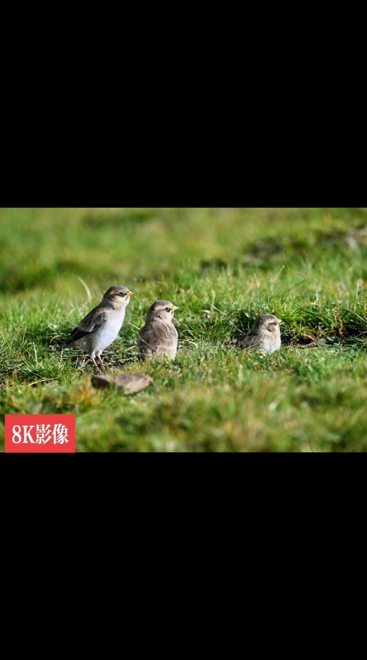 祁连山国家公园里的白腰雪雀育幼
祁连山国家公园青海片区 神奇动物在抖音