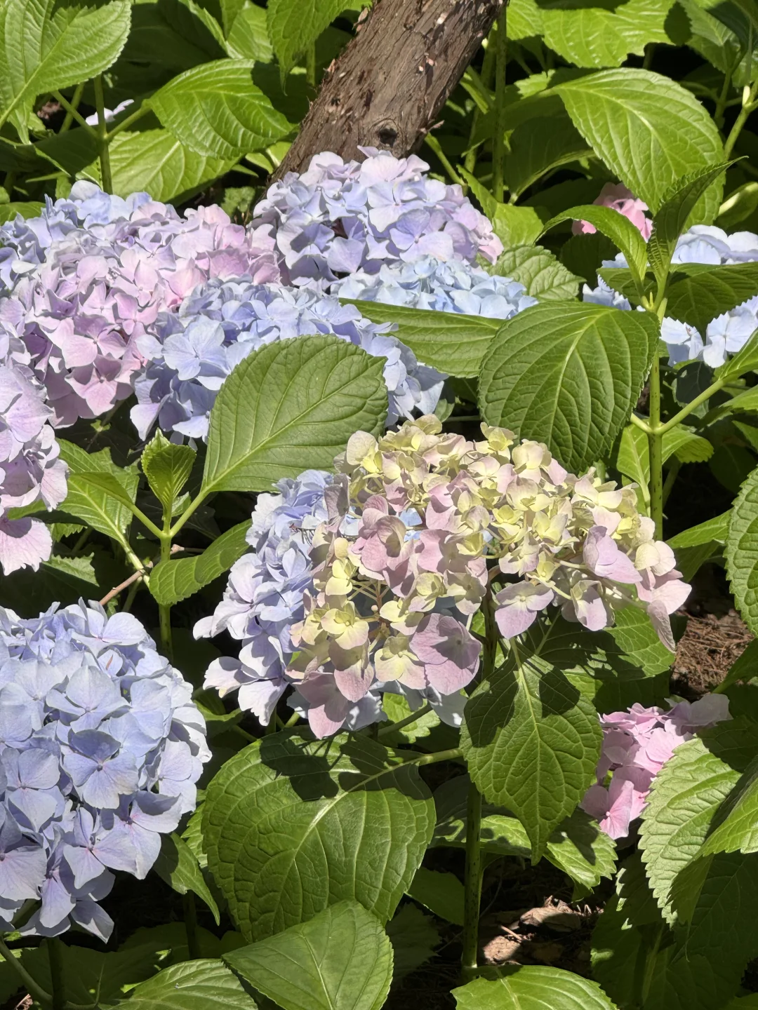 爱香气就会更爱花