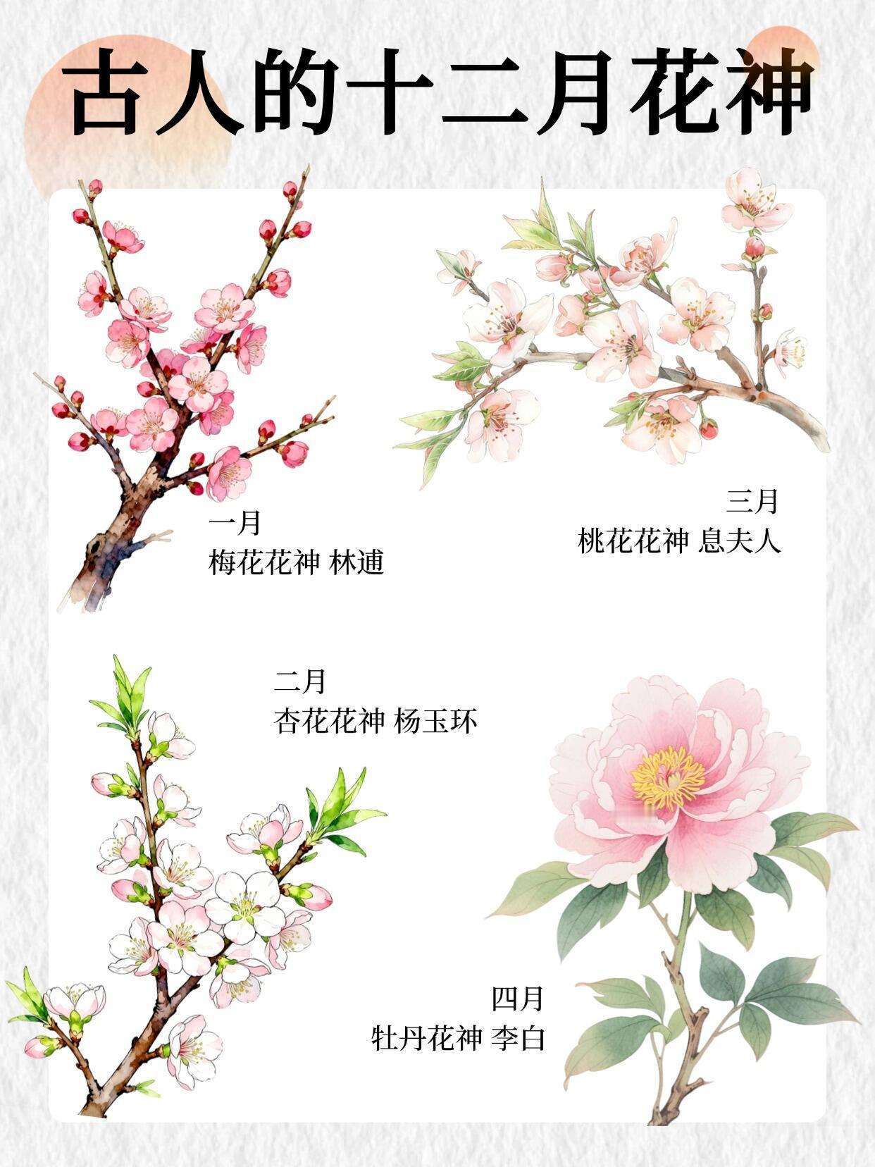 古人的十二月司花之神🌺 