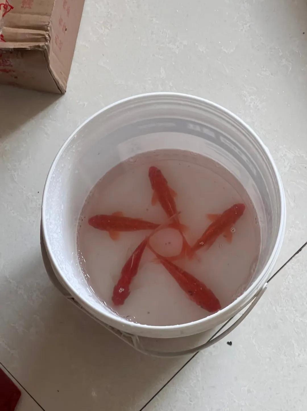 这是什么情况？新买的鱼竟然摆成了这个形状！没有人为挑动，自己就这样了。