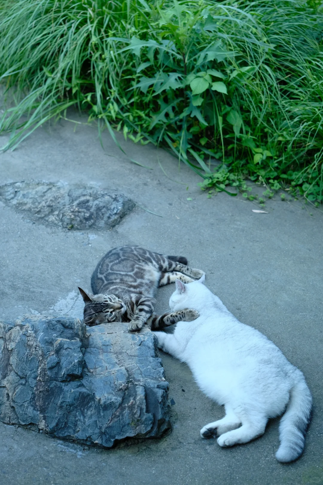 两张猫饼
