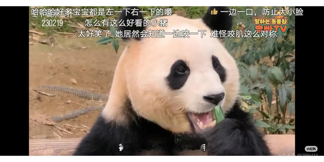 福宝有一个外号叫青团公主👸
老姜曾经把公主的秘密都曝光了
福宝一天吃的最多，拉