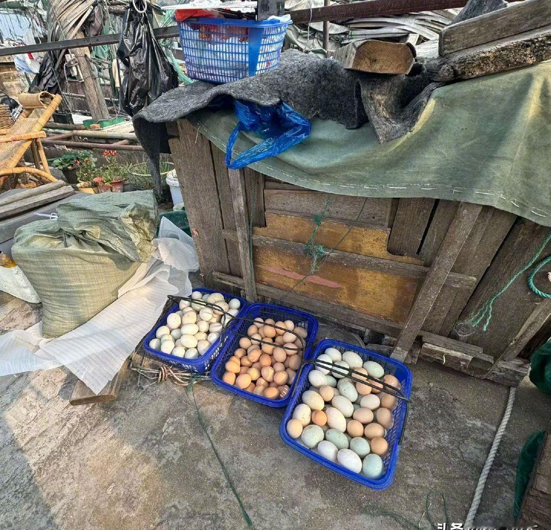 孙俪在渔船上直接扫货。
三筐蛋，全包圆。
不是摆拍，是船板还滴着海水时当场成交。