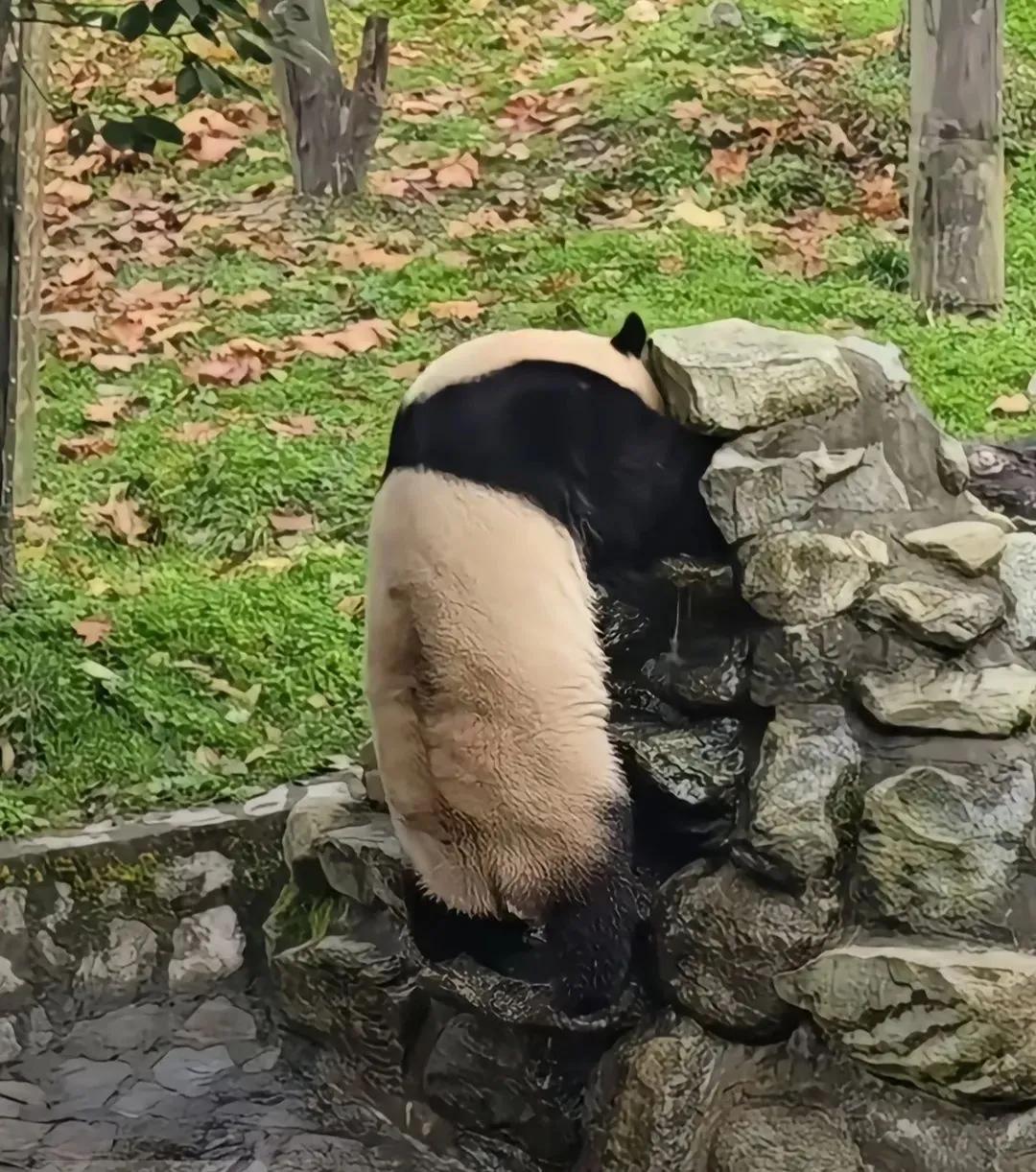 福宝又重操旧业，干起了修理工！
这回比两年前更专业了，福猪猪有模有样地疏通着下水