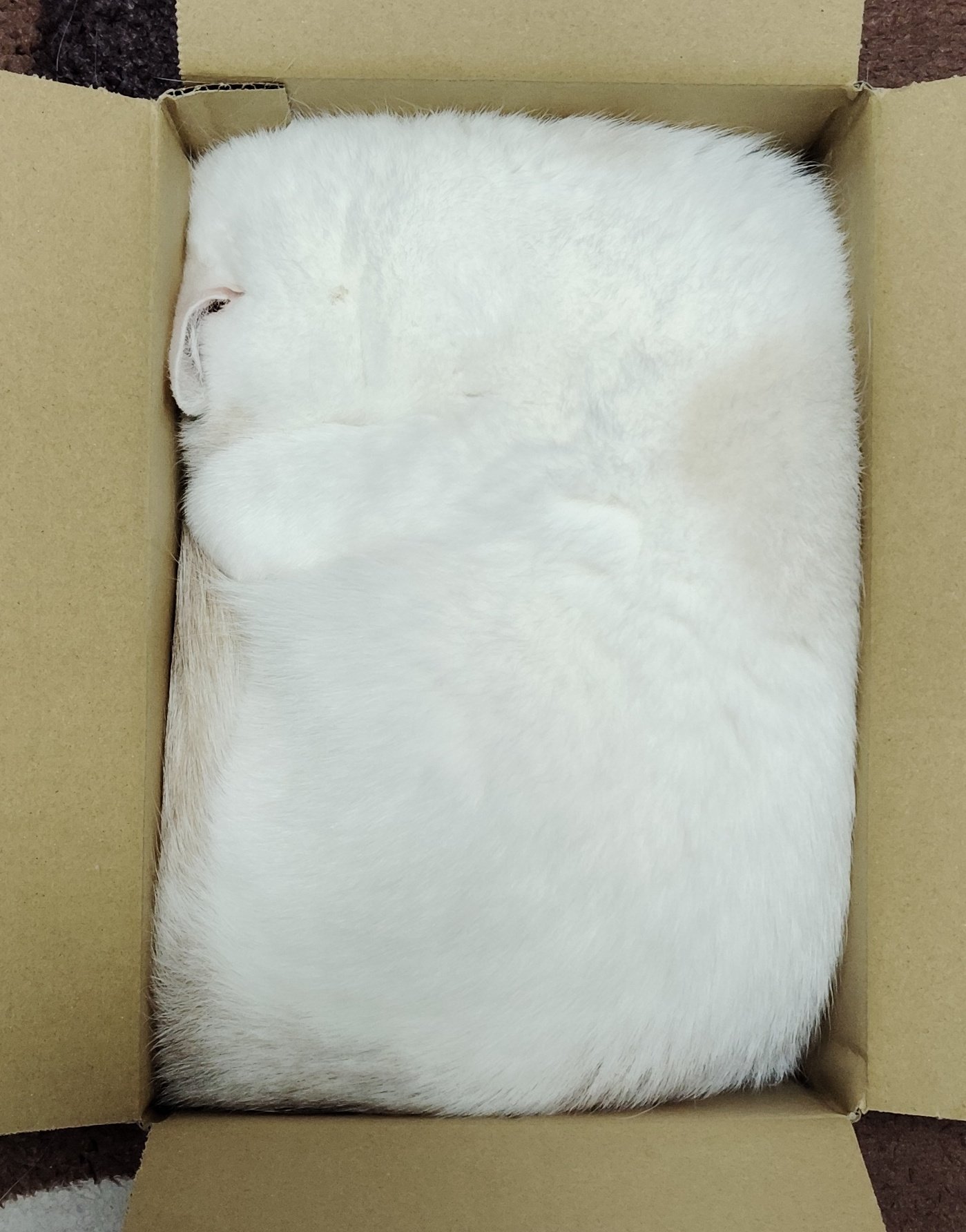 众所周知猫是液体[喵喵]（X：fukuchanwhite） ​​​