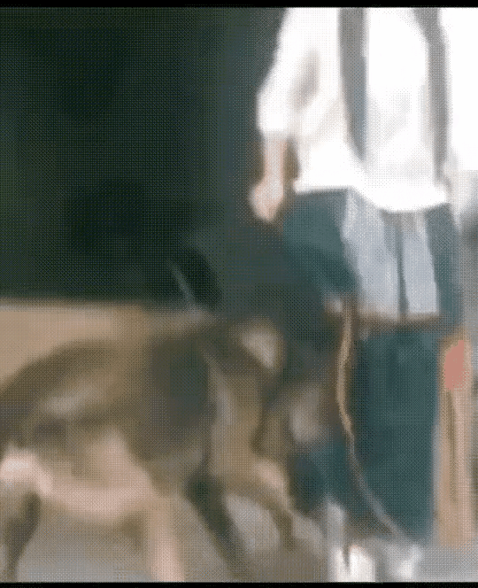 现在的狗子也太“不正经”了！

    又是倒立下楼、滑滑板，

     又是