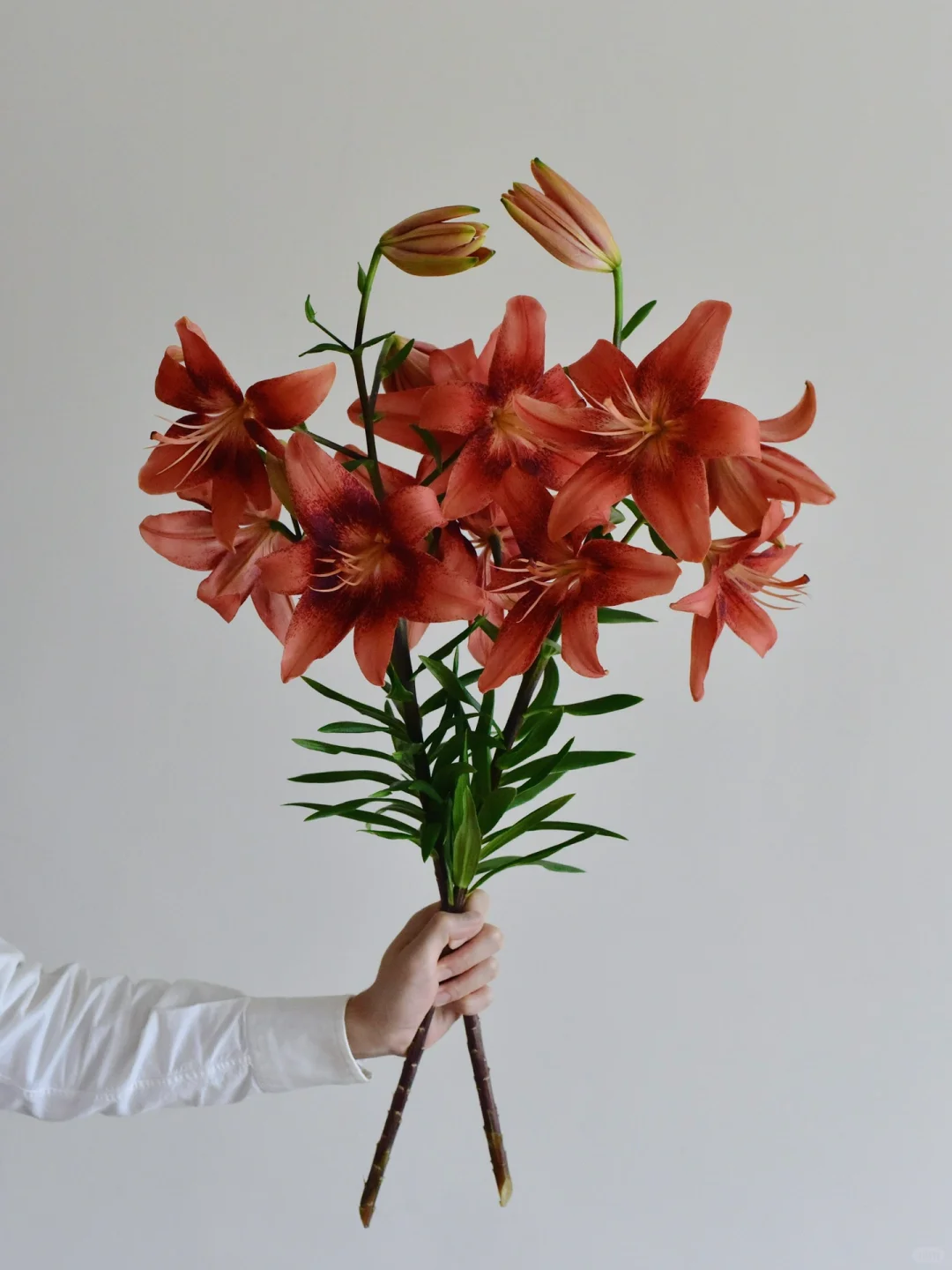 百合·草莓事件树