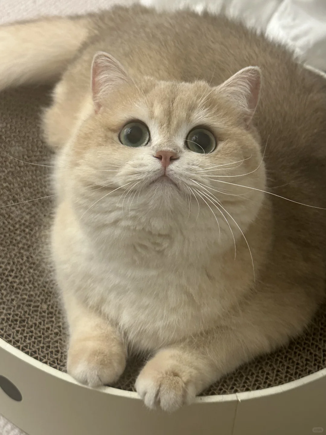 黄金小面包