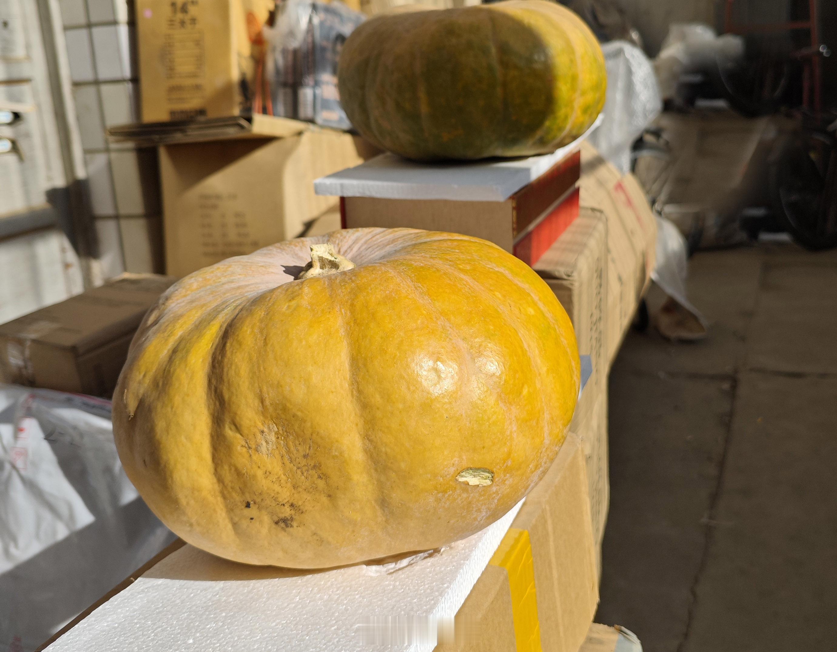 许多人往往分不清窝瓜和西葫芦，甚至认为西葫芦就是窝瓜。其实窝瓜与西葫芦是两种不同