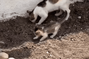 猫妈妈教小猫上厕所，先刨坑、再解决，最后盖上，小猫学的挺认真！是不是比某些“哥”