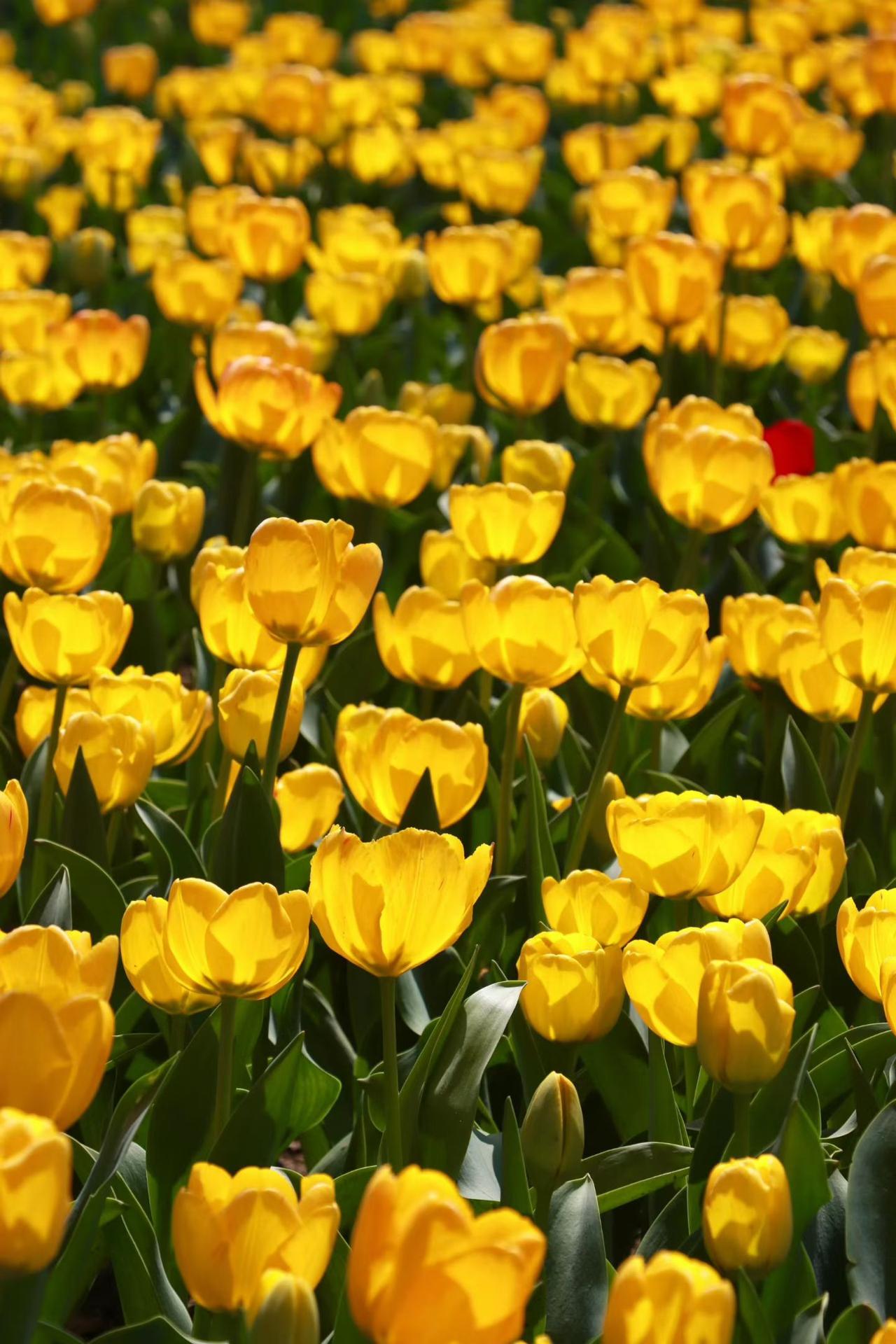 分享一下你随手拍下的照片公园里的郁金香🌷🌷🌷