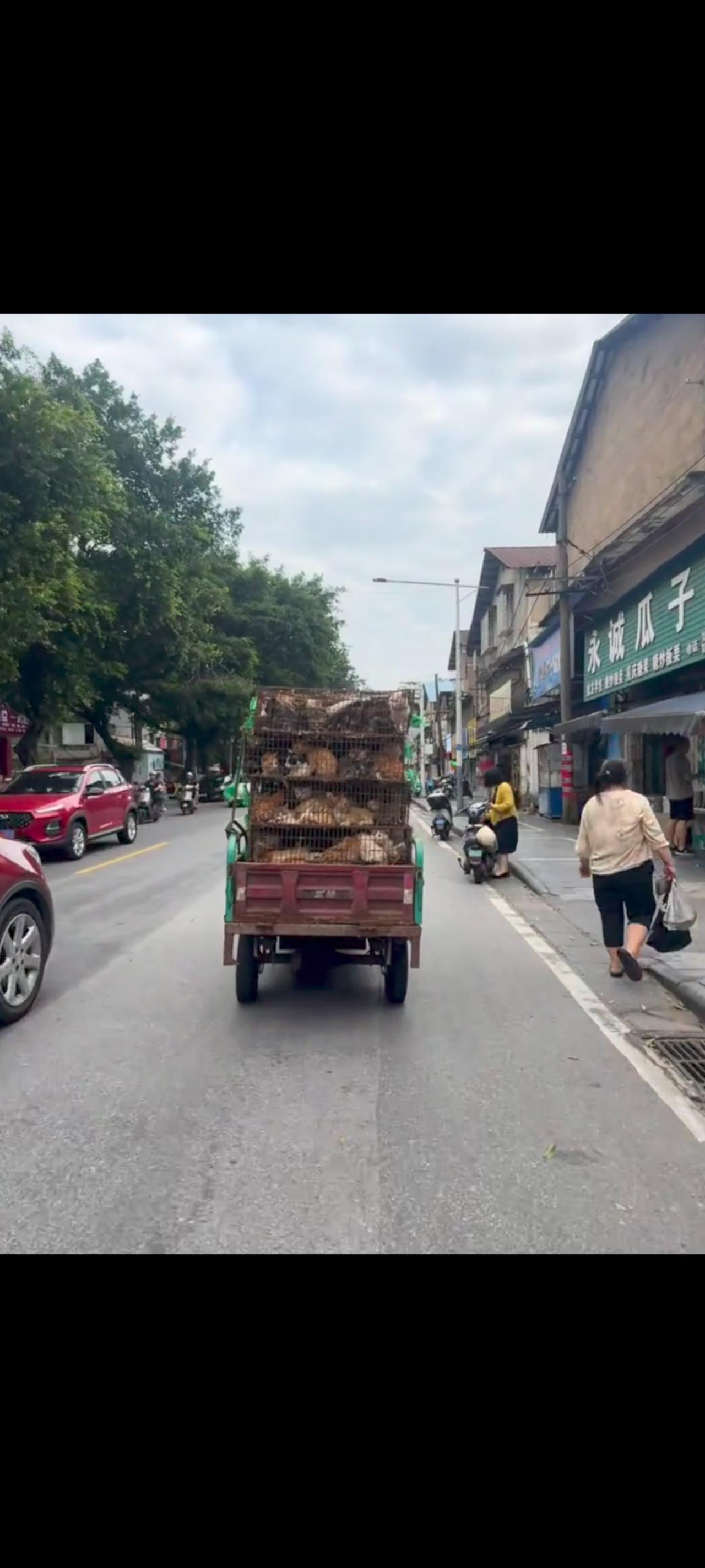 在一条人员密集广阔的大马路上，一位爱心人士竟然无意间，拍摄下了一件让人匪夷所思的