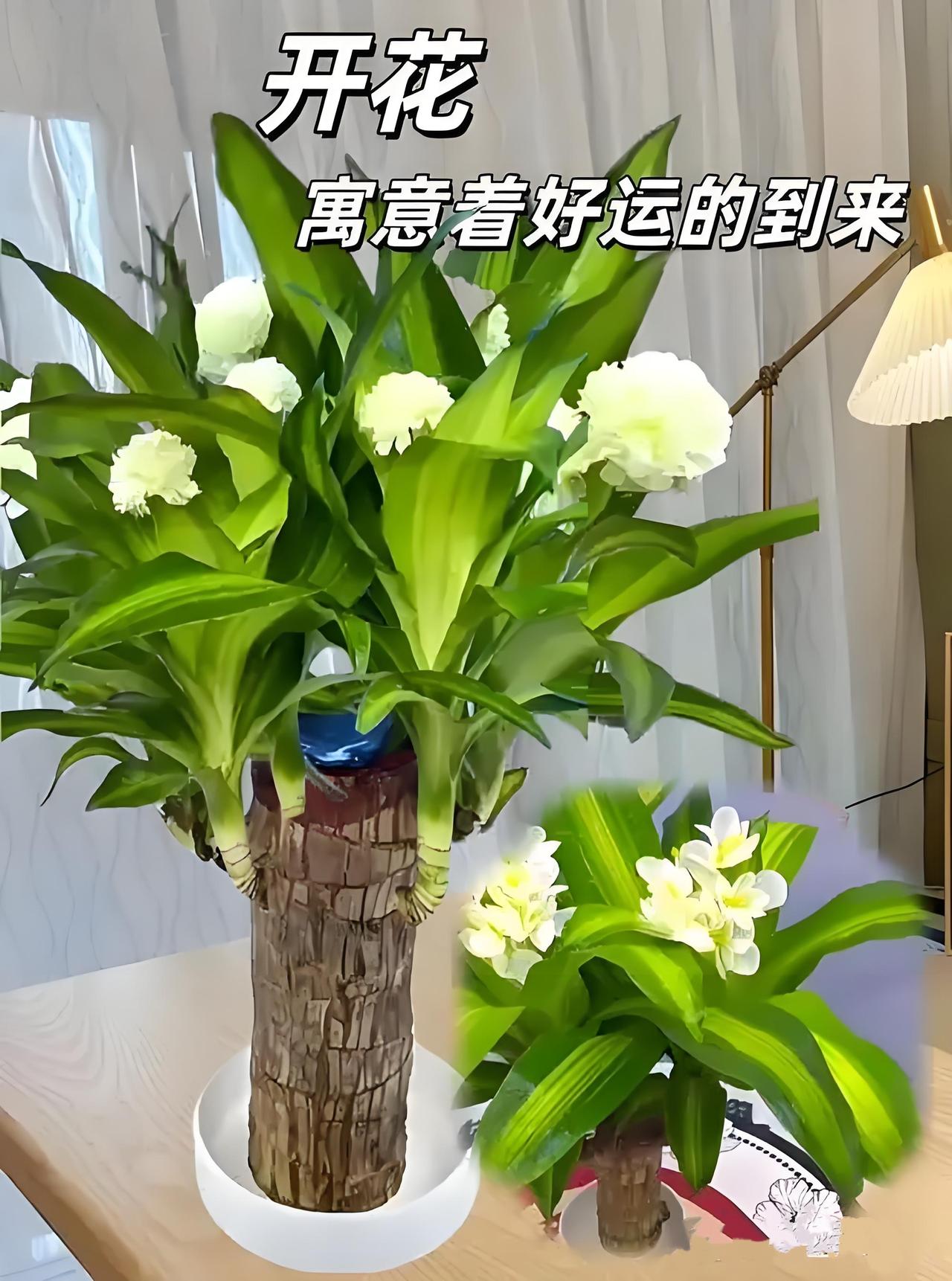 巴西木花开 余香饶浅愁