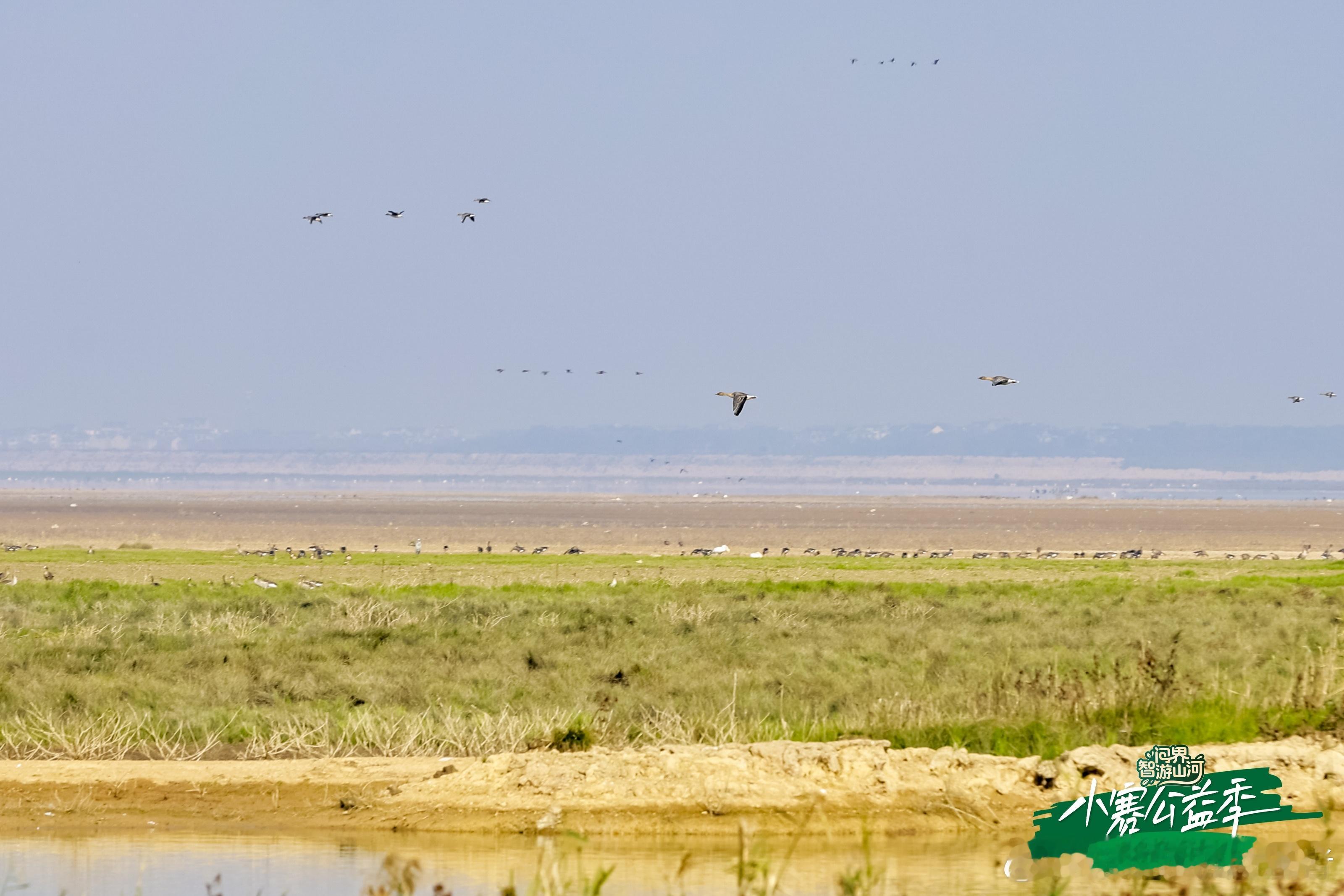 今天坐着 到候鸟栖息地南昌（上饶）去净滩，和伙伴们捡到很多垃圾。捡完垃圾后看到很