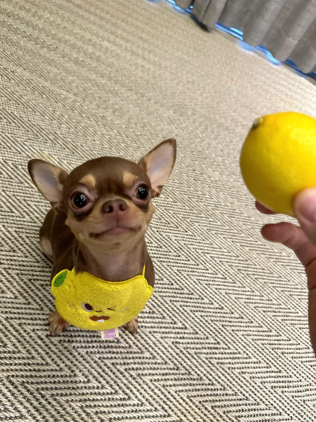 柠檬它总围绕着我🍋