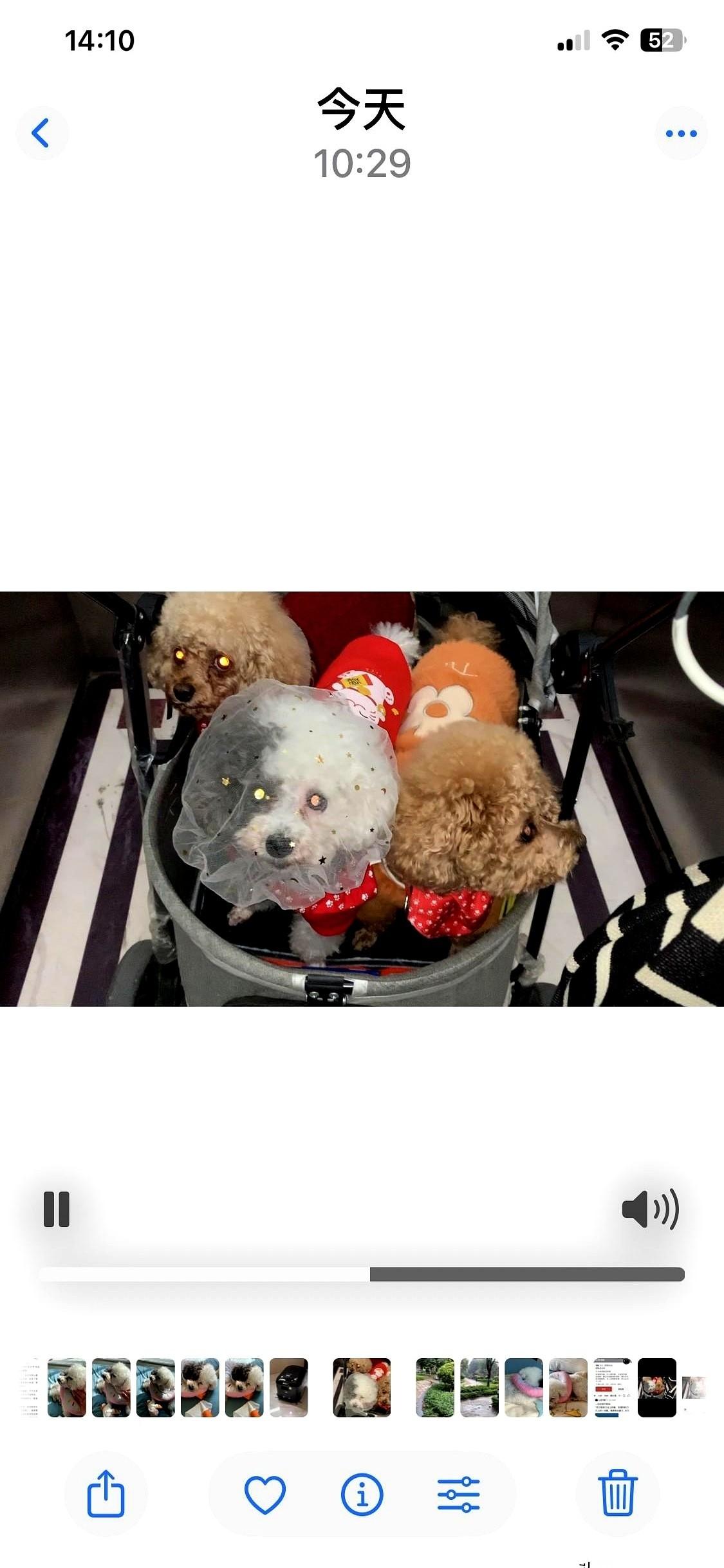 楼下碰见金毛旺旺的主人，她拉着我，聊了半个多小时。
一边说想旺旺想得快不行了，一