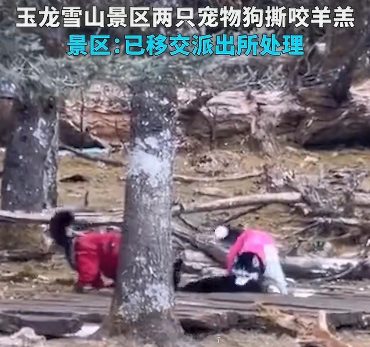 玉龙雪山景区回应2只狗撕咬羊羔玉龙雪山景区狗咬羊羔事件，看似是动物冲突，实则折射