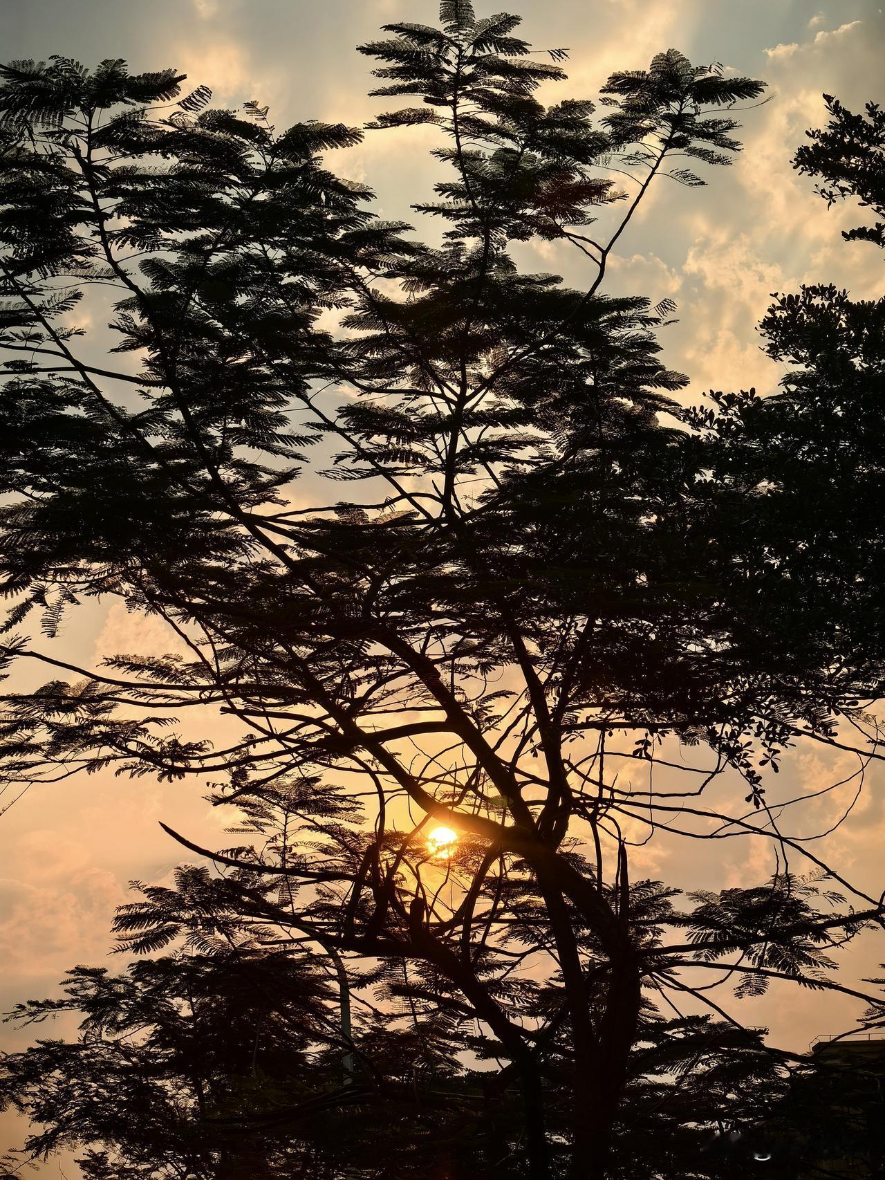 家门口抬眼，朝阳穿破凤凰木的羽状枝叶，金辉漫过云絮，把寻常清晨晕成温柔的诗，每一