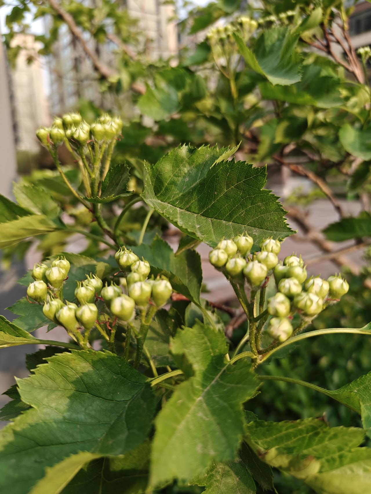 晒图笔记大赛谁能想到在春风里这些含苞待放的小白花结的果实在树上叫山楂，到了商店就