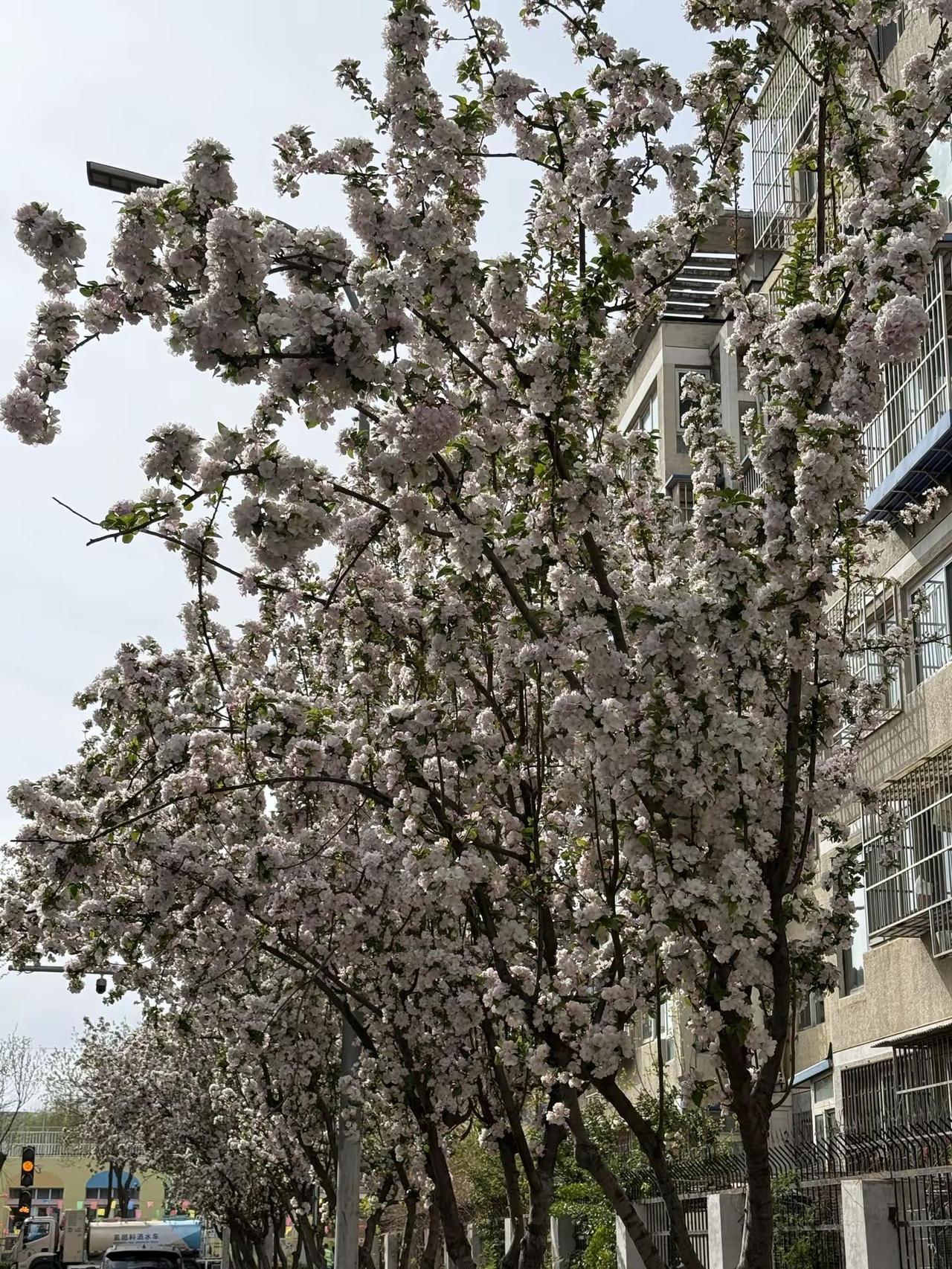 北京的花都开了！道路两旁有不少人拍照！花树街道 街道树花 春天的氛围感是樱花给的