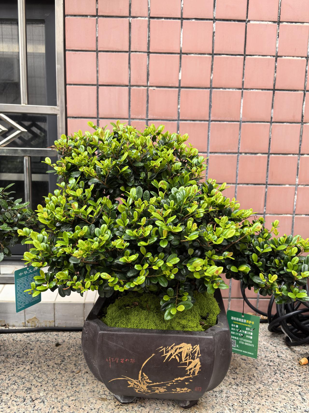 台湾绿宝石——一种备受青睐的高档盆景

台湾红芽绿宝石，又称翠米茶，是一种四季常