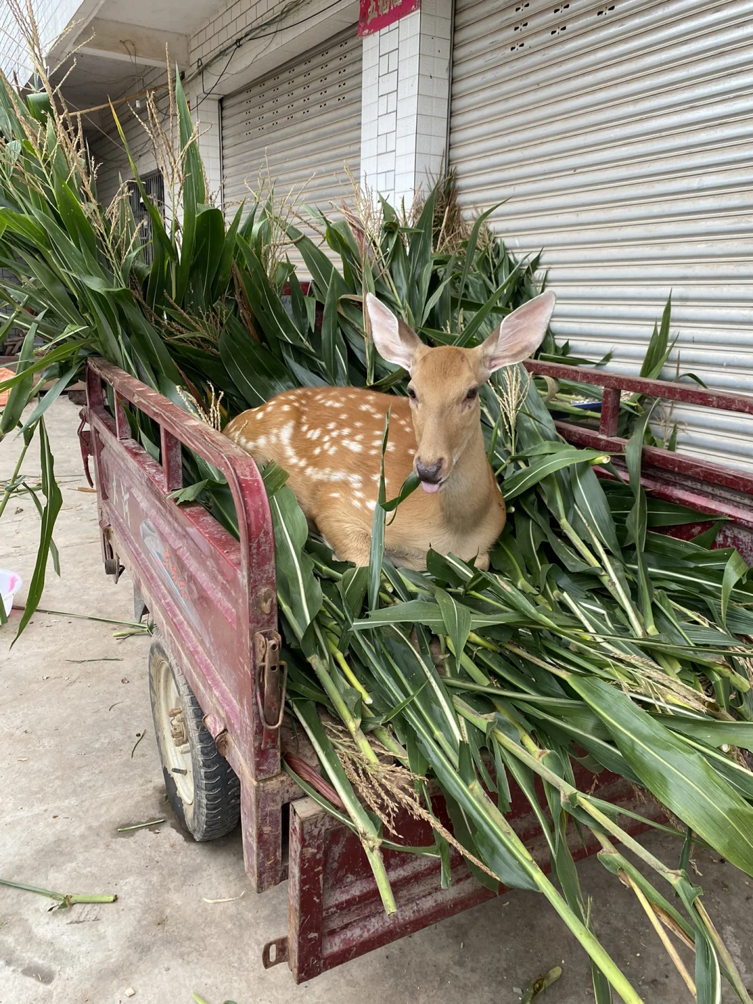 认识一下 🙋‍♀️ 我可以帮你养成选择困难症
