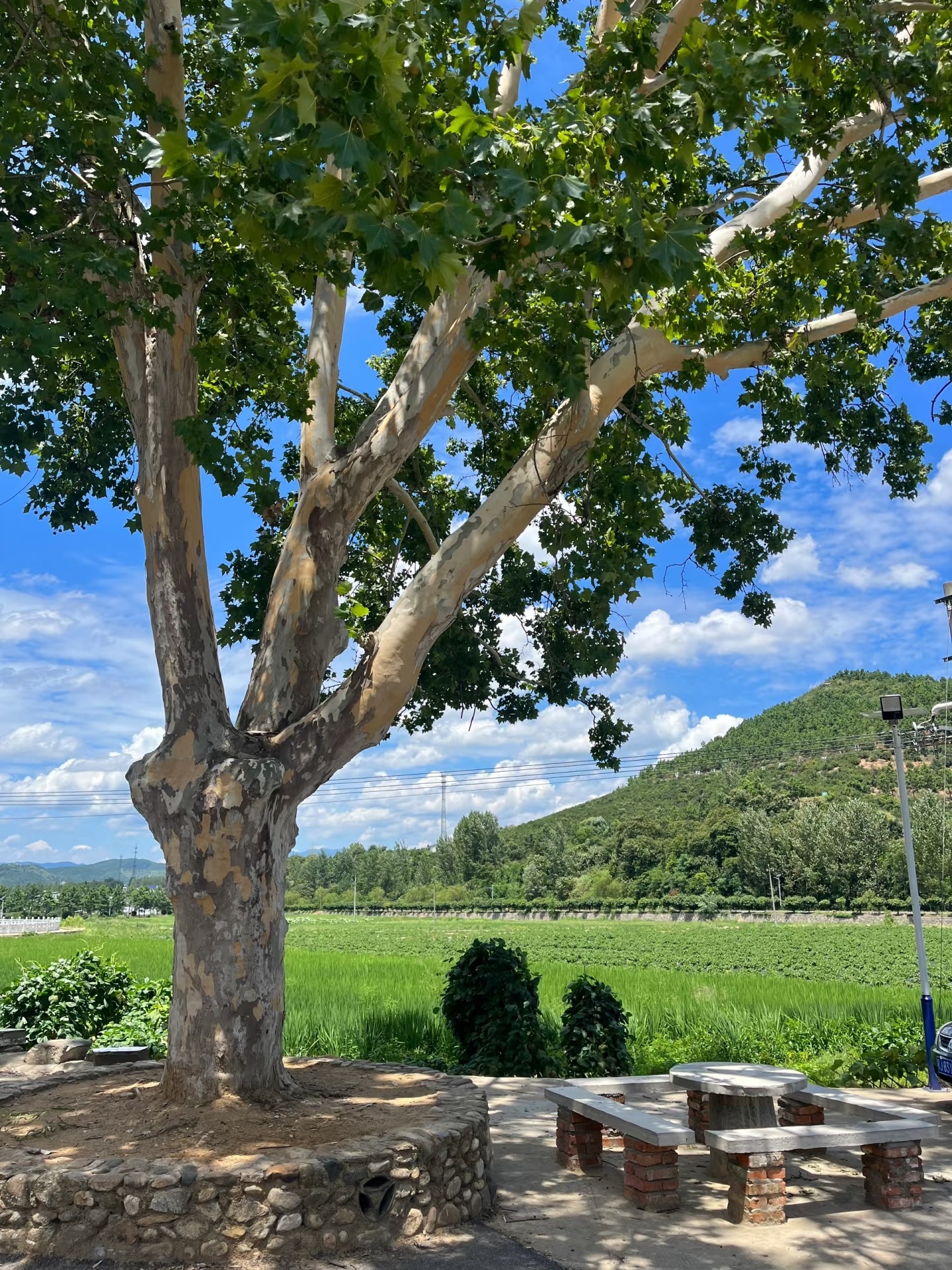 怀念小时候的夏天，那时候的日子似乎总是那么凉爽，尽管没有手机、空调，但依然充满快