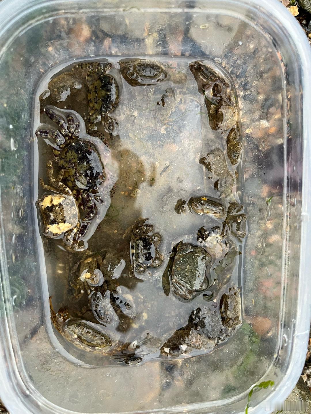 螃蟹🦀天敌。还有一些拍照的小孩子 ​​​