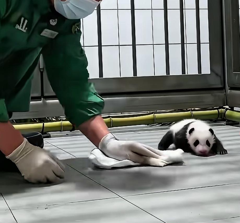 实锤了福宝的小四妹是一个黏人的小熊精
看看姜爷爷在打扫卫生
小四宝一点一点蹭过来