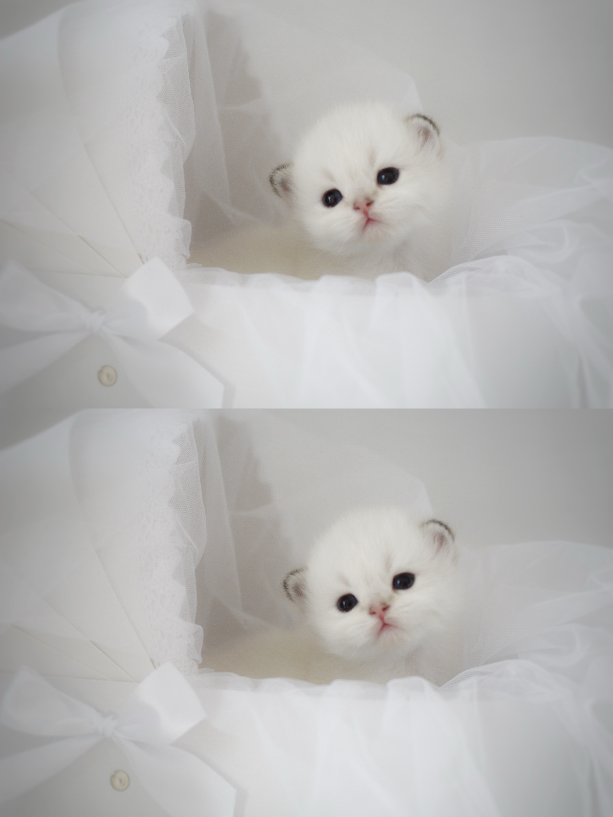 分享图片 #金点# #金山猫重点色# #英国长毛猫# ​​​