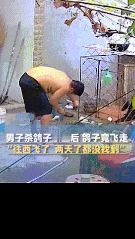 万物皆有灵性！河南开封，男子杀鸽子放血三四十秒后，鸽子竟然没死，直接往西飞走了，