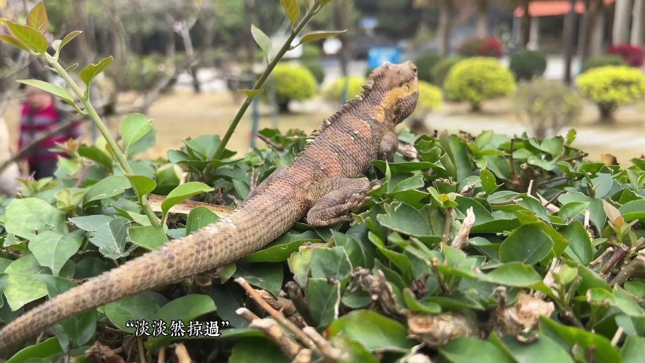变色树蜥：公园绿化带的“肌肉猛男”那这个有肌肉感的蜥蜴是啥？是白唇树蜥！

它的