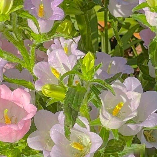 风铃草的日常种植养护秘籍寓意：风铃草象征温柔、健康、感恩、创造力。喜欢它的人富有