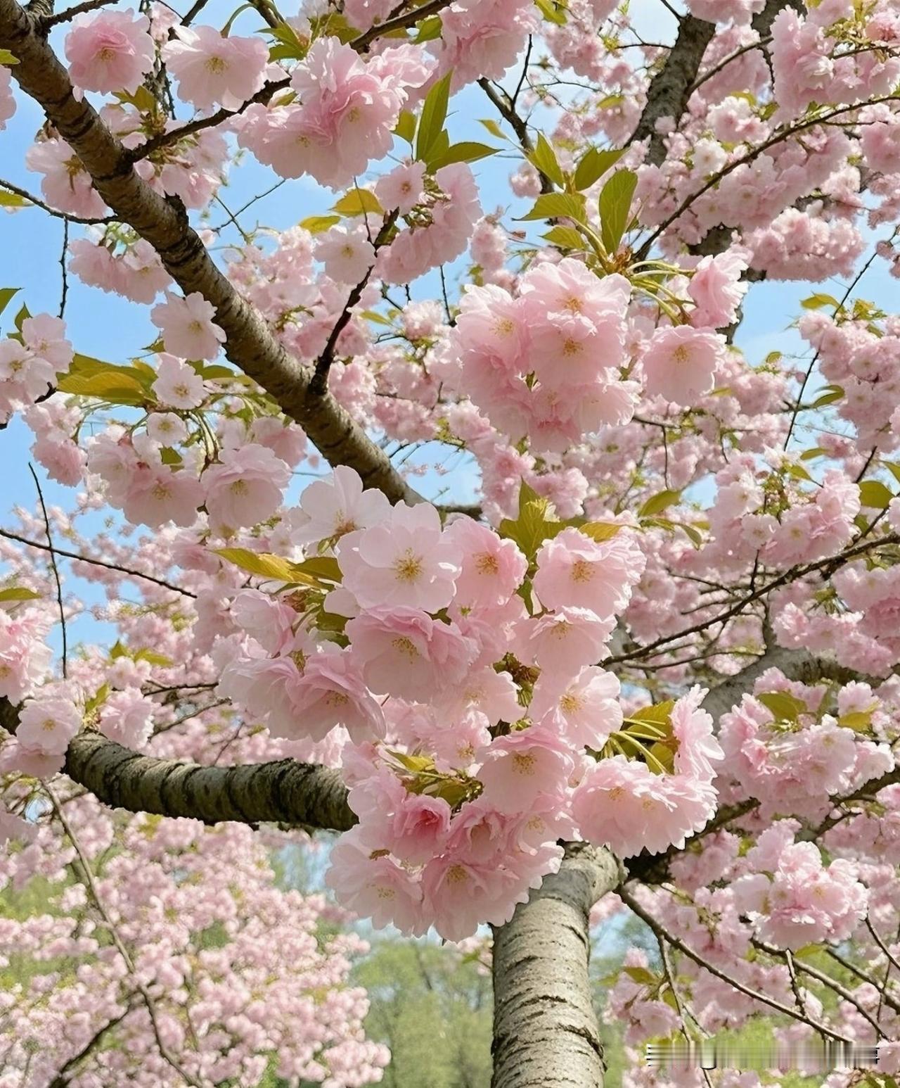 樱花是春天写给世界的诗行’✨
每一片花瓣都在说：再黯淡的日子，也会被春光照亮。你