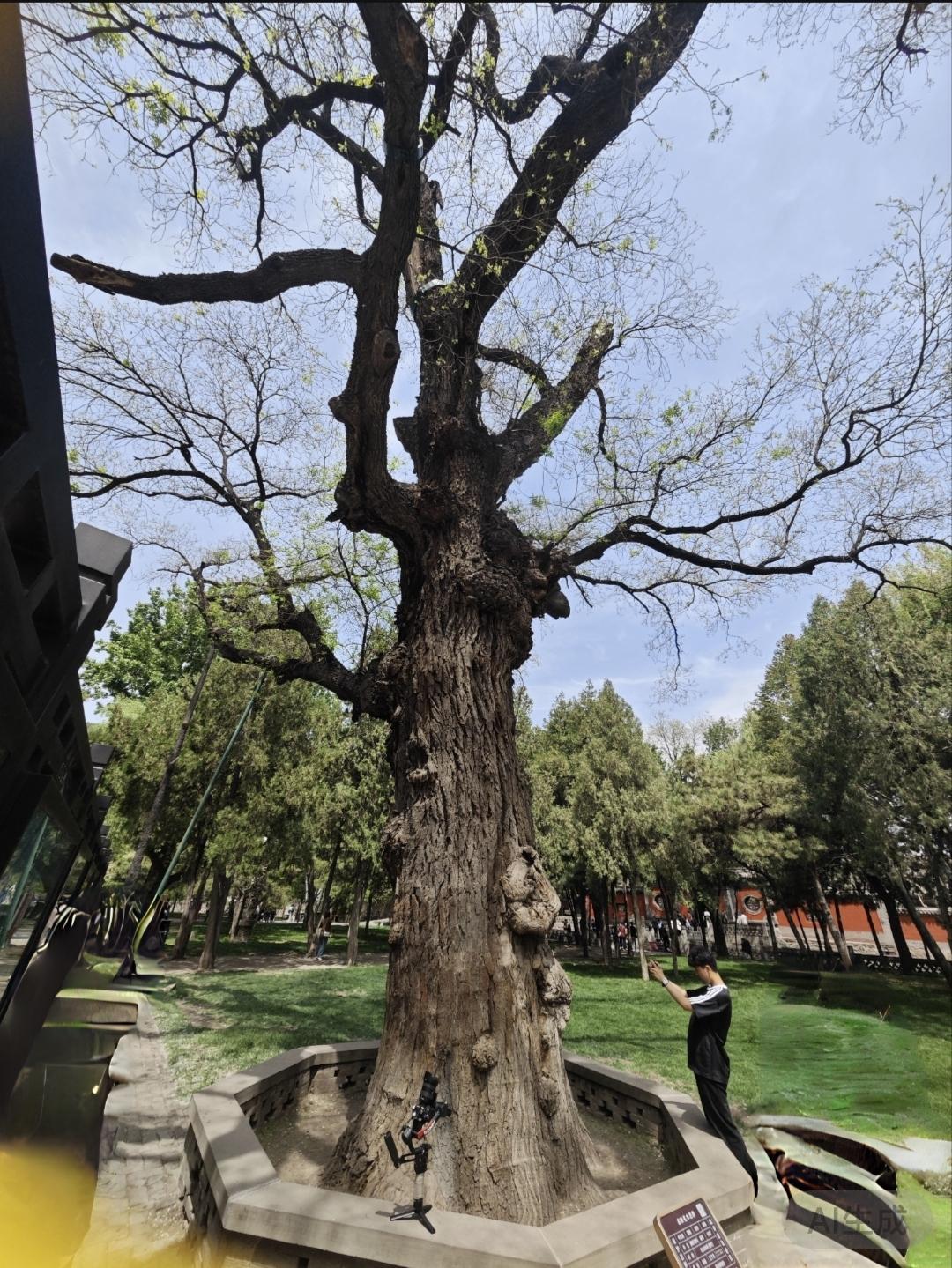 山西晋祠园内古木参天。

周柏，斜倚苍崖，枝干遒劲虬曲，如卧龙偃卧苍穹。历经三千