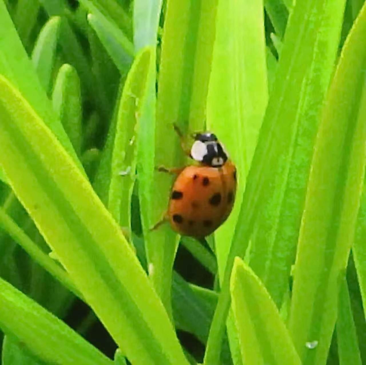 【昆虫观赏•一图一虫】橙底黑斑型异色瓢虫，鞘翅目瓢虫科和瓢虫属昆虫。鞘翅的色泽及