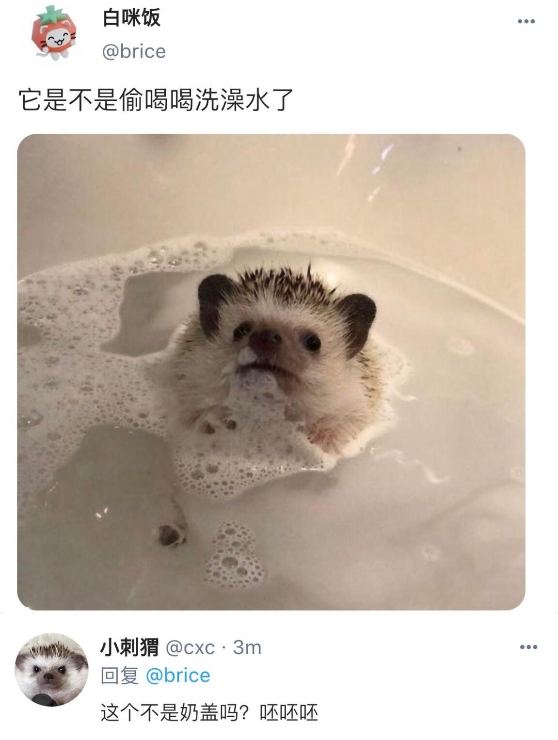 假如小动物们都上网belike ​​​