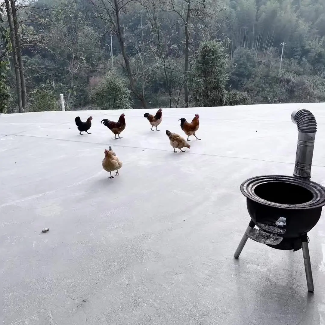 老妈老爸天天我杀鸡吃，我觉鸡很可怜！ 到今天都没下手弄鸡吃！